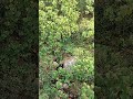 जंगल पानी | forest water | #nature #home #trend #travel