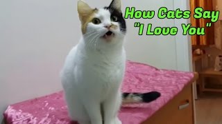 10 Signs Your Cat Loves You