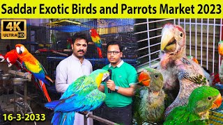 Exotic Birds and Parrots Saddar Birds Market 1632023 Karachi | Fancy Hen and Rooster