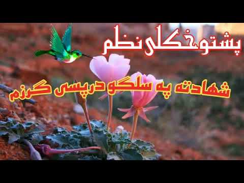 شهادته زه دي غواړم سنګرو کي 