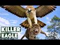 Life or Death: Predator vs Prey in the Asian Skies | Philippine Eagle Documentary
