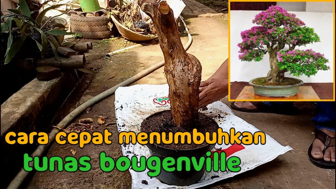 Menanam bonggol bougenville