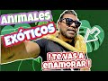 &quot;Los animales exóticos más sorprendentes: ¡te vas a quedar sin aliento!&quot; BULLDOG INGLES