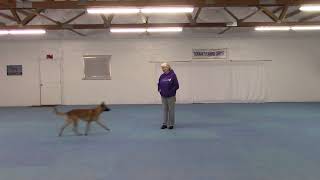 Belgian Malinois Training Positions and Cool, Fun Moves by Debbi Decker 412 views 1 year ago 2 minutes, 16 seconds