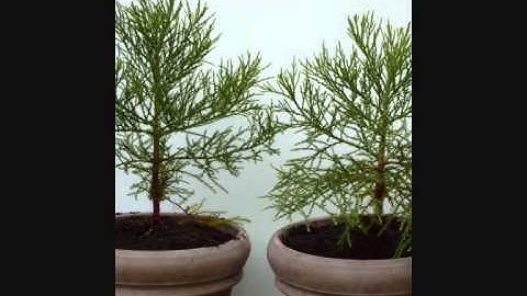 the first seven years of two giant sequoias (update from "the first five years")