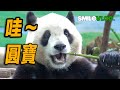 🔥哇~ 圓寶出場了！Baby Panda Yuan Bao has grown up~ #パンダ #圓寶 #판다곰 #大貓熊 #giantpanda