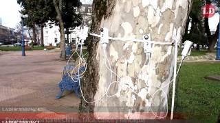 Expertos estudian las condiciones de los arboles en Chillan