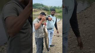 Big Size snakehead #fish #fishing #viralvideo #YDR Fishing Man