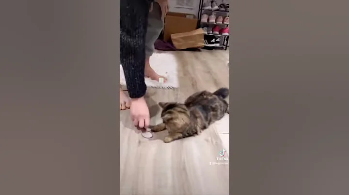 Watch the video about Cute Siberian Kitty #shorts - Episode 4