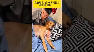 날새지 말란말야   #코믹숏무비 #강아지 #개 #shorts #웃자 #pets #cute #웃으면 #cutedog #애견영상 #funny