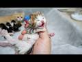 Cute little kitten that starts meowing the moment it’s separated from its mother...