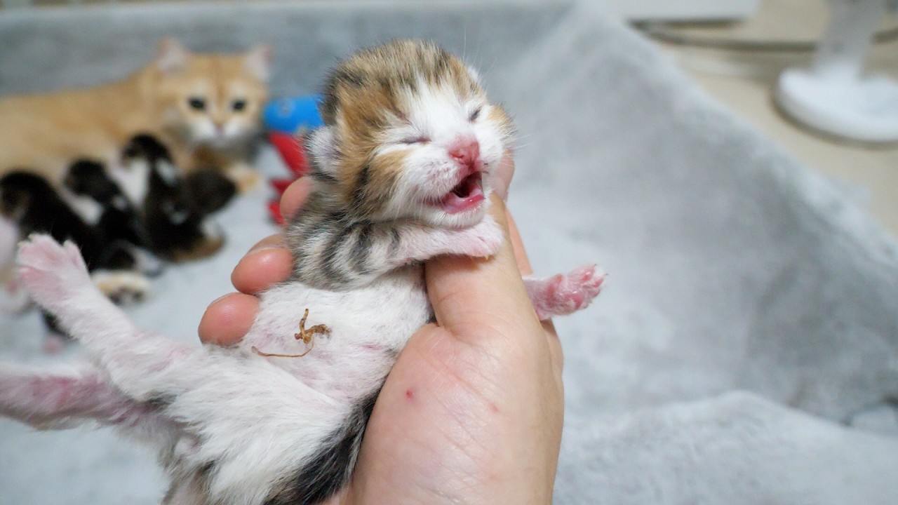 Cute little kitten that starts meowing the moment it’s separated from its mother...