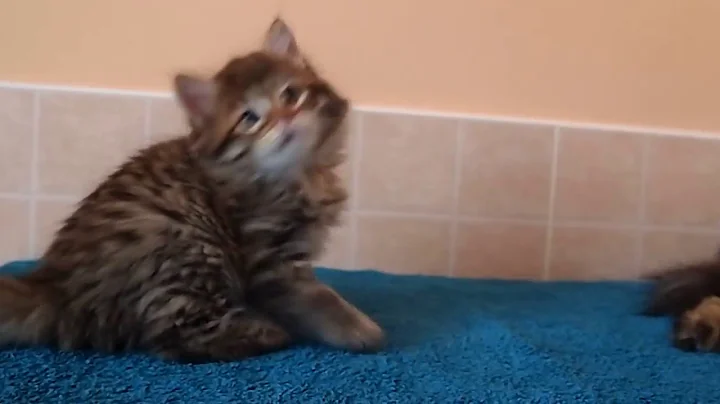Watch the video about Siberian male-kitten Zoreslav black spotted tabby available cattery sibirushka.com