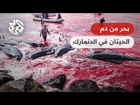 صيادو جزر فارو يقتلون مئات الحيتان في مجزرة سنوية