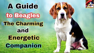 The Beagle: Your Loyal and Playful Companion. The best choice for you by Fantastic animals 23 views 9 months ago 5 minutes, 53 seconds