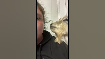 Crazy Goat🤣 #tiktok @formax farm #funny #cute #goat