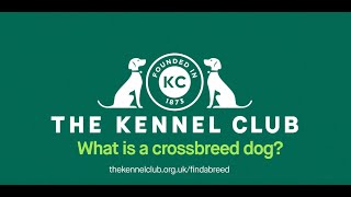 What is a crossbreed dog? by The Kennel Club 282 views 1 year ago 1 minute, 46 seconds