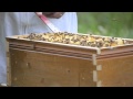 Honey bees a production of the tennessee valley beekeepers assoc