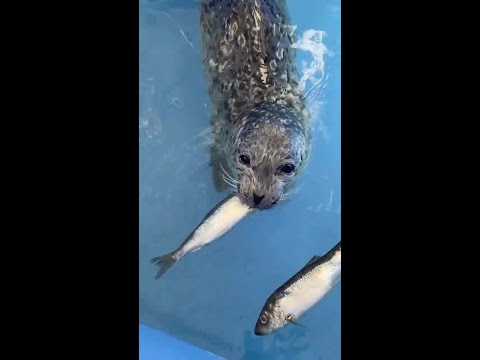 Baby seal hilariously