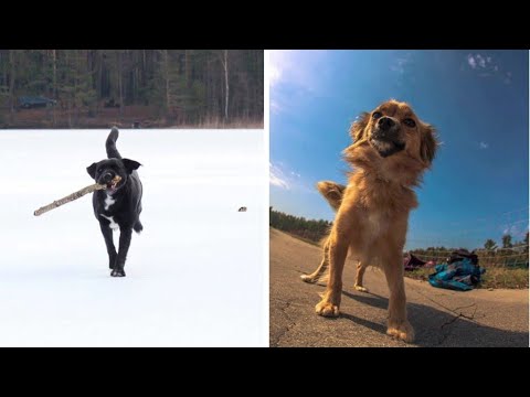 Video: Alerginis šokas šunims