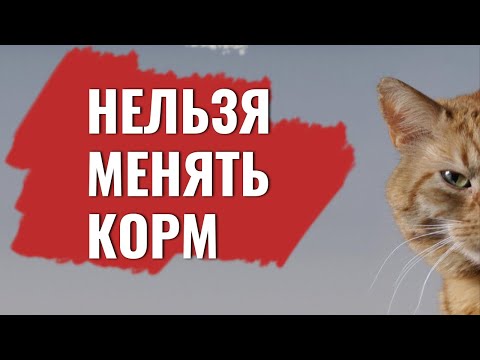 Когда нельзя переводить кошку на другой корм или натуралку
