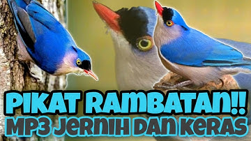 SUARA PIKAT RAMBATAN PARUH MERAH !!! MP3 jernih dan keras