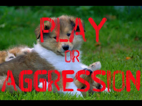 Video: Is Rough of Aggressive Puppy normaal?