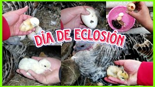 ECLOSIÓN DE PAVITOS Y POLLITOS🐣... abrí los huevos que no eclosionaron🤢