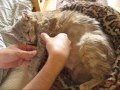 Yula Kitty Massage