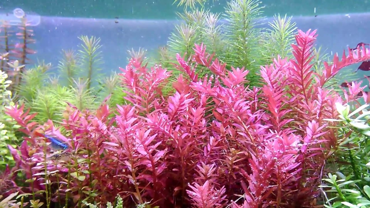 aquascape dutchstye magelang - YouTube