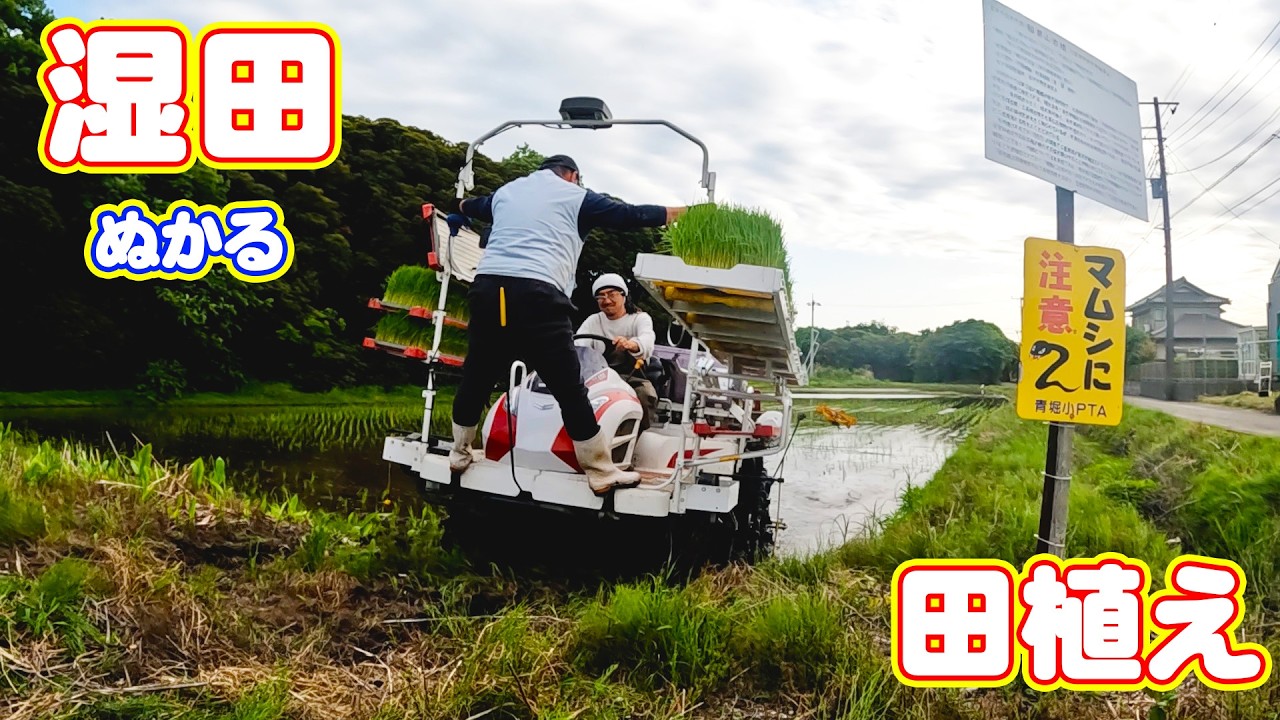 湿田の田植え2025　YANMAR　YR６DA