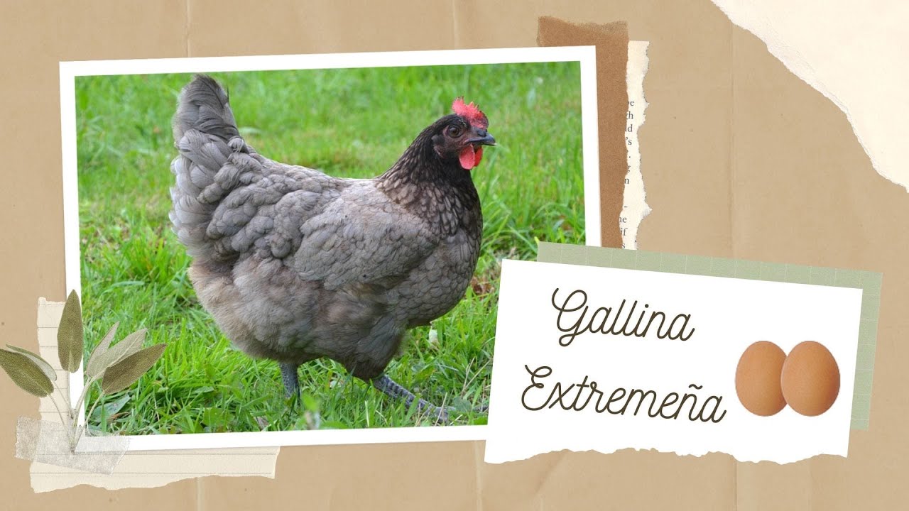 Cuanto cuestan las gallinas ponedora