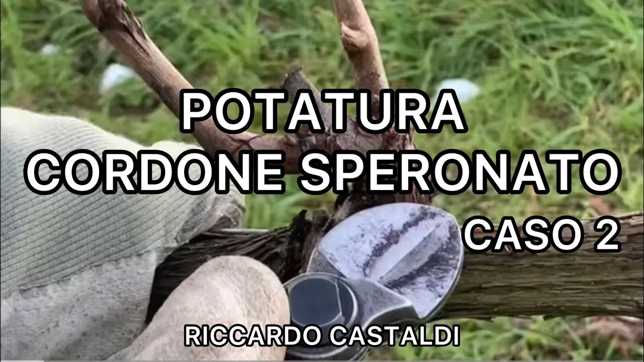 Vite. La potatura del cordone speronato - Caso 2 di 3