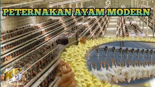MANTAP!!!! peternakan ayam potong modern di China- peternakan ayam potong berskala besar