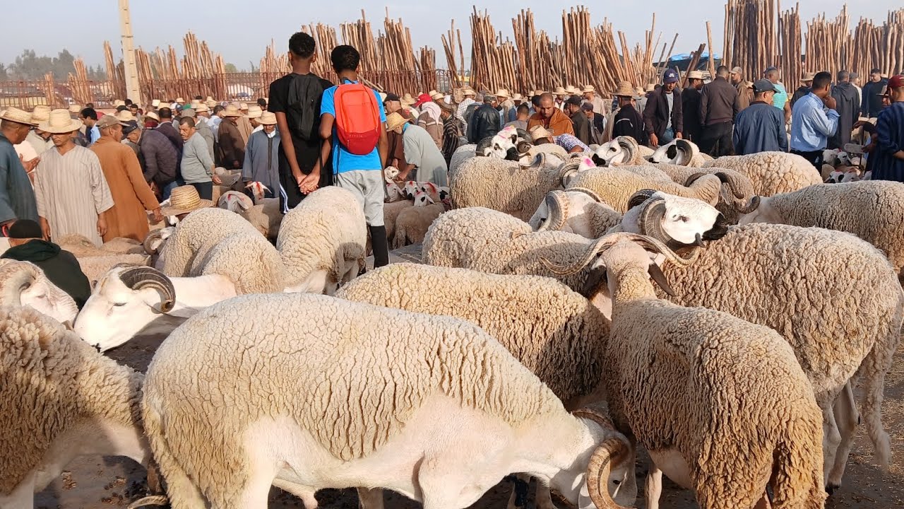 مباشرة معكم من السوق السبت بن ساسي #cat #اكسبلور #تيك_توك #ترند #yt #travel #youtuber 