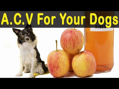 7 Ways To Use Apple Cider Vinegar For Your Dogs