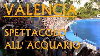 Valencia, spettacolo all'acquario! Divertimento coi delfini!