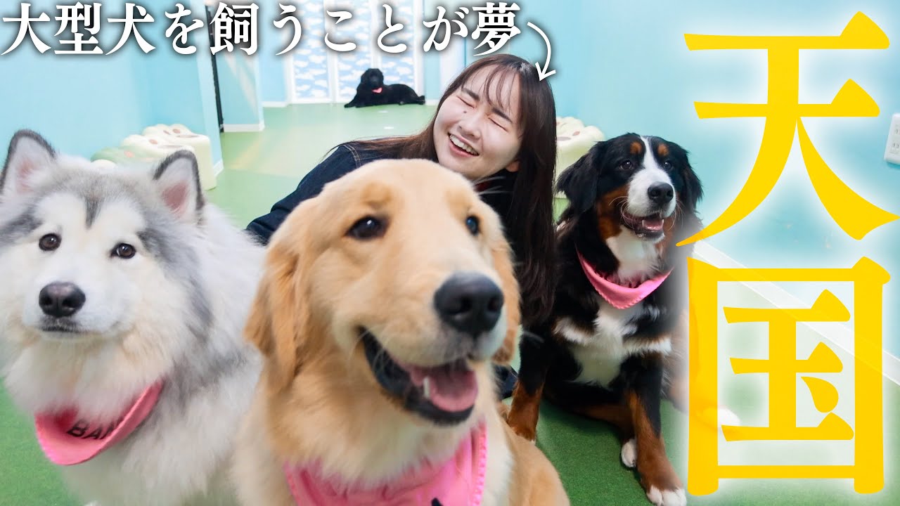 誕生日に飼う犬種に迷ってるので大型犬カフェ行ったら妻がもう止まらない(笑)