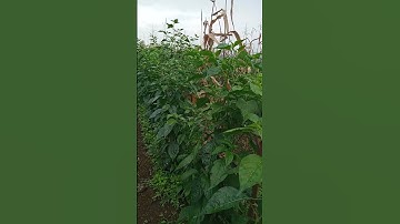 Melihat perkembangan Tumpang Sari cabai Rawit dengan jagung #shorts #tumpangsari