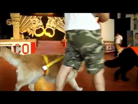 Bidog Day Special