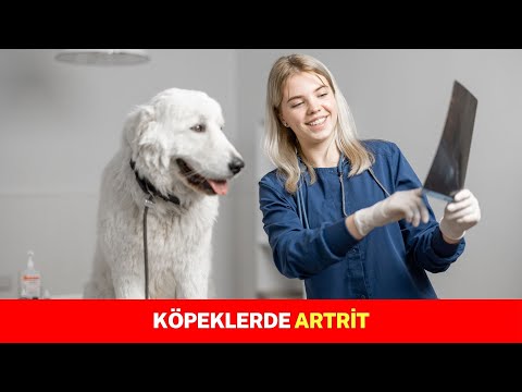 Video: Köpeklerde Artrit