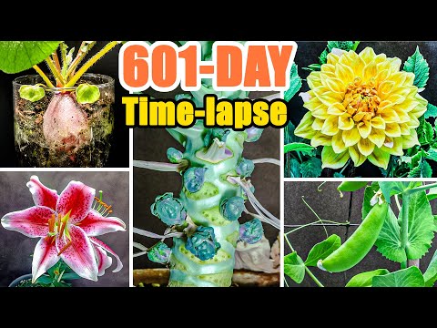 Growing Plant Time