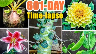 Growing Plant Time Lapse Compilation - 601 Days In 8 Minutes