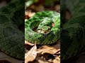 Snake viper