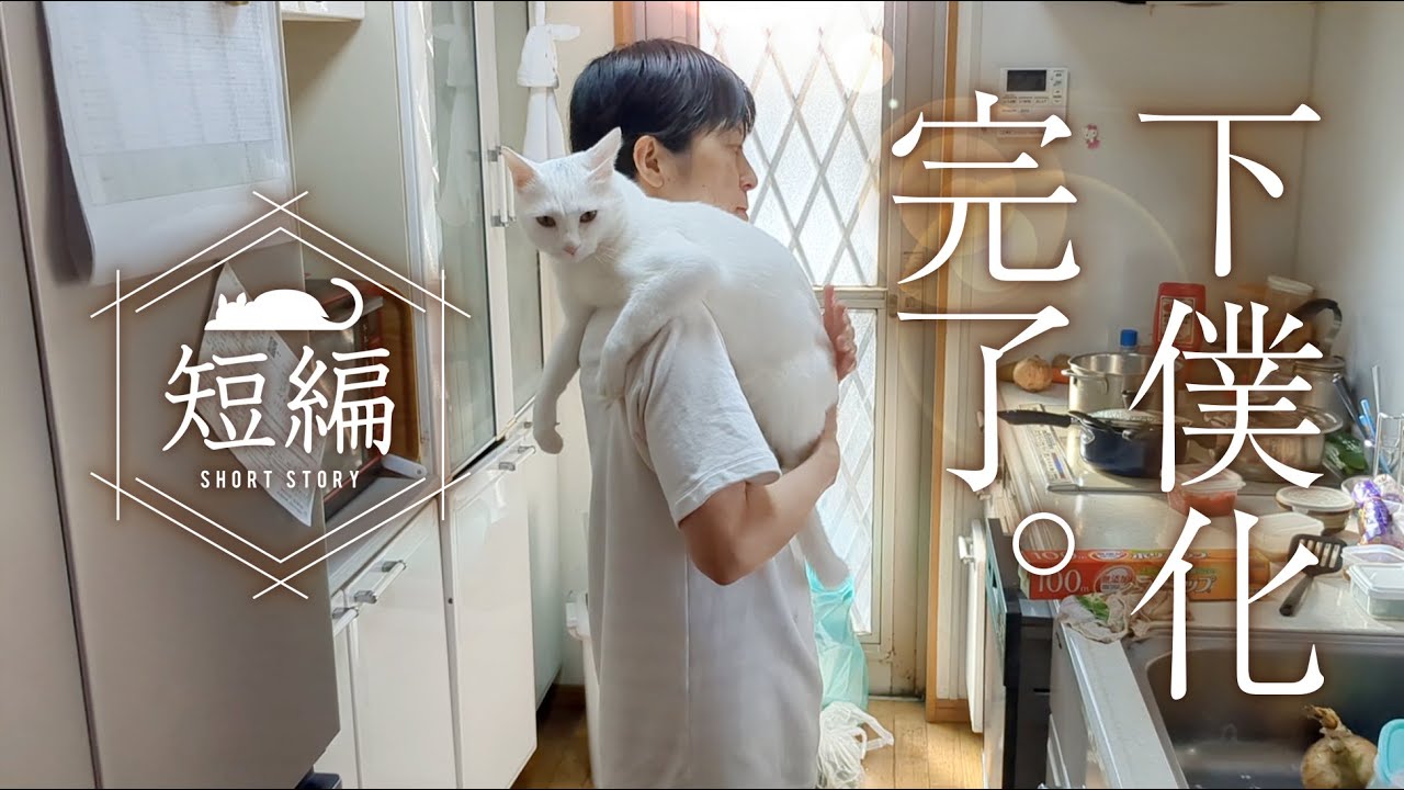 しろみちゃんの白い猫 こちらは白猫でも雪見ちゃん🐱 1日殆ど寝ています😂💦 もう10歳