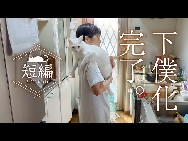 白猫に乗っ取られた家族。 - YouTube