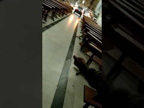 Un coche se empotra contra la iglesia de Sonseca (Toledo) y llega hasta el altar