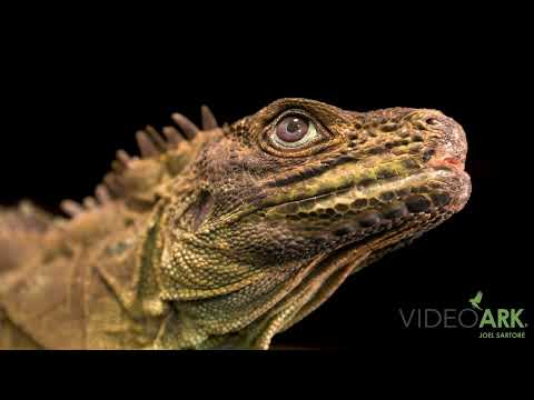 A male Weber’s sailfin lizard (Hydrosaurus weberi) at IguanaLand in Punta Gorda, FL.
