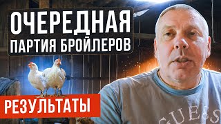 Очередная партия бройлеров: условия содержание, кормление и результат. 