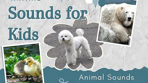 Animal Sounds for Children (20 Amazing Animals)